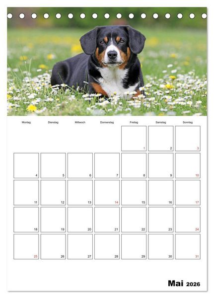 Produktbild: Entlebucher Sennenhunde begleiten Sie durch das Jahr (Tischkalender 2026 DIN A5 hoch), CALVENDO Monatskalender