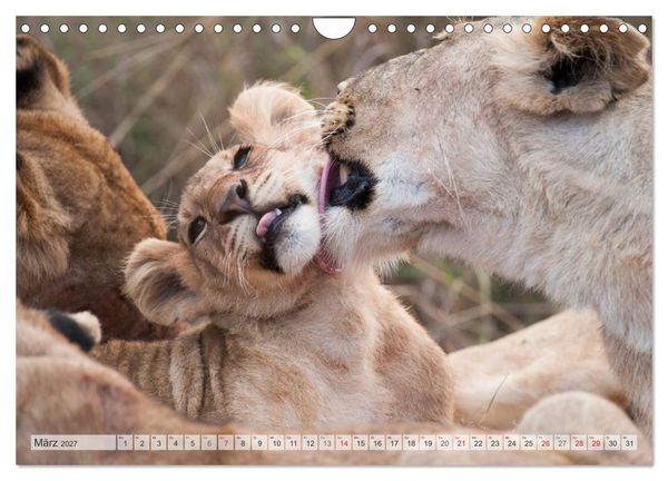 Produktbild: Emotionale Momente: Liebenswerte L&ouml;wenbabys / CH-Version (Wandkalender 2027 DIN A4 quer), CALVENDO Monatskalender