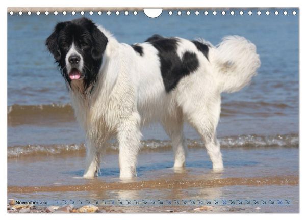 Produktbild: Landseer - Das Wasser ist ihr Element (Wandkalender 2026 DIN A4 quer), CALVENDO Monatskalender