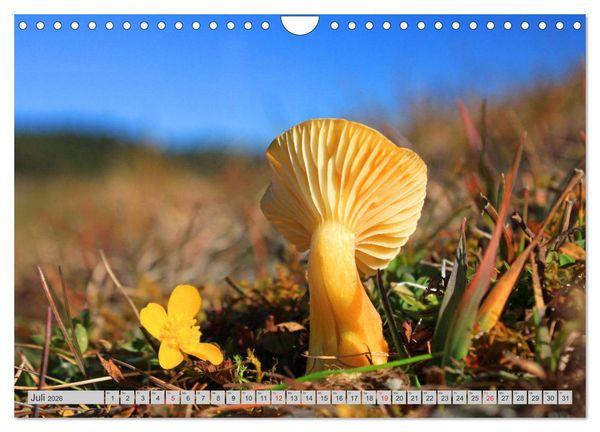 Produktbild: Pilze & Schwammerln (Wandkalender 2026 DIN A4 quer), CALVENDO Monatskalender