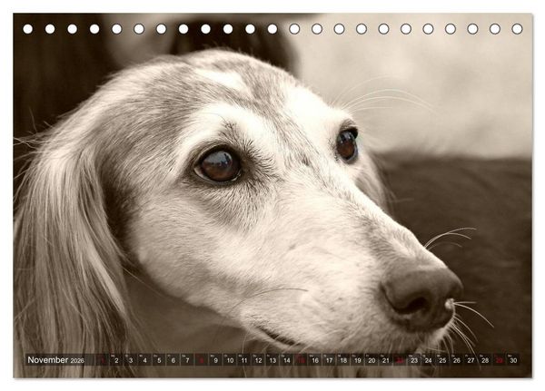 Produktbild: Windhunde eye-catcher (Tischkalender 2026 DIN A5 quer), CALVENDO Monatskalender
