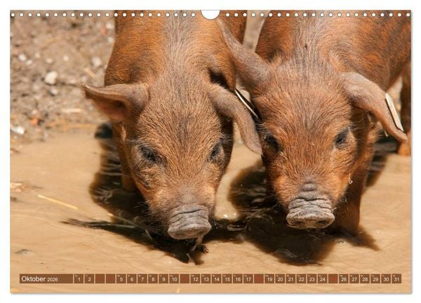 Produktbild: Gl&uuml;ckliche Schweine Berkshire-Iberico Ferkel (Wandkalender 2026 DIN A3 quer), CALVENDO Monatskalender