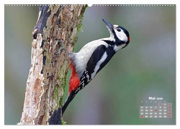 Produktbild: Echte Spechte (hochwertiger Premium Wandkalender 2026 DIN A2 quer), Kunstdruck in Hochglanz