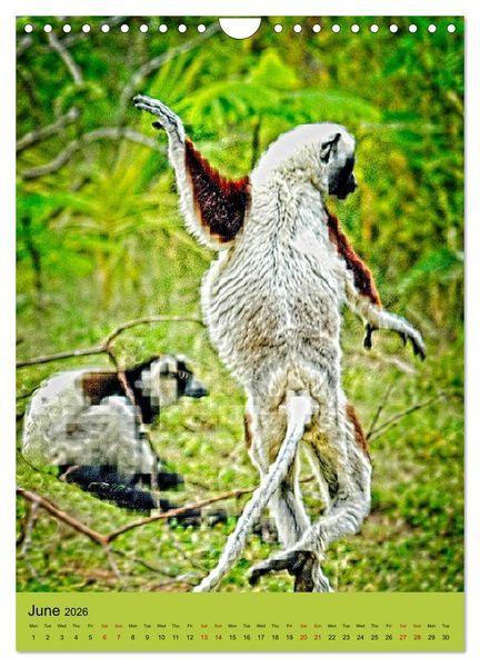 Produktbild: Adorable lemurs (Wall Calendar 2026 DIN A4 portrait), CALVENDO 12 Month Wall Calendar