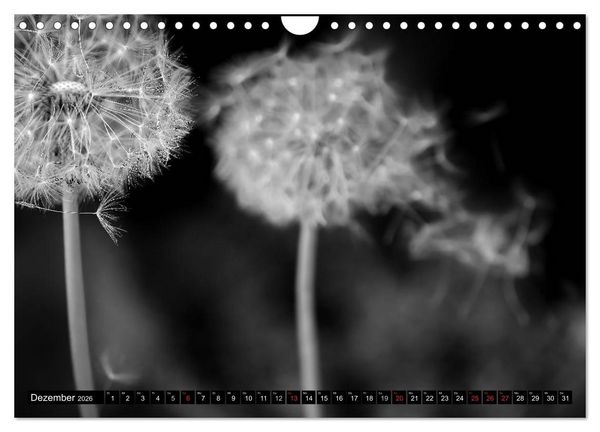 Produktbild: Pusteblume - Impressionen in schwarzwei&szlig; (Wandkalender 2026 DIN A4 quer), CALVENDO Monatskalender