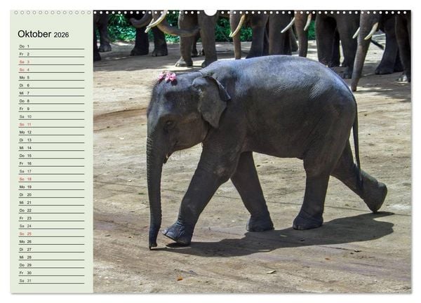 Produktbild: Elefanten. Badespa&szlig; am Strand (Wandkalender 2026 DIN A2 quer), CALVENDO Monatskalender
