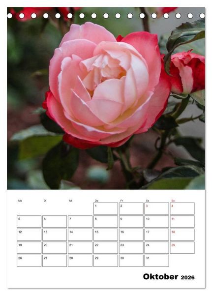Produktbild: Zauberhafte Rosen (Tischkalender 2026 DIN A5 hoch), CALVENDO Monatskalender