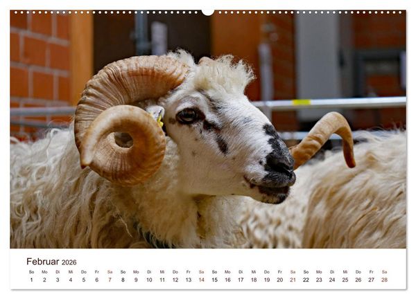 Produktbild: Sch&ouml;ne Schafe (Wandkalender 2026 DIN A2 quer), CALVENDO Monatskalender