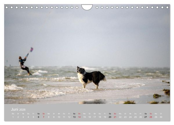 Produktbild: Australian Shepherd 2026 (Wandkalender 2026 DIN A4 quer), CALVENDO Monatskalender