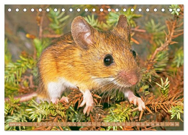 Produktbild: Zauberhafte M&auml;use: Von wegen nur Grau (Tischkalender 2026 DIN A5 quer), CALVENDO Monatskalender