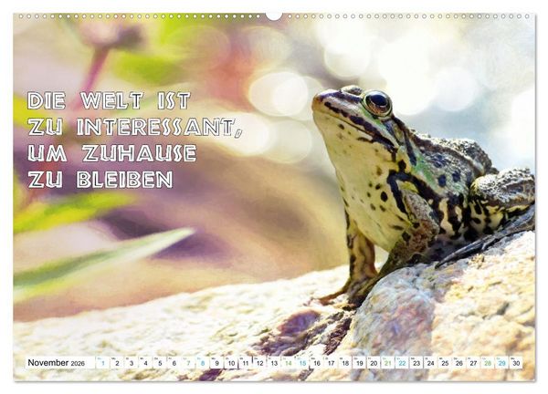 Produktbild: Frosch quakt Spr&uuml;che (hochwertiger Premium Wandkalender 2026 DIN A2 quer), Kunstdruck in Hochglanz