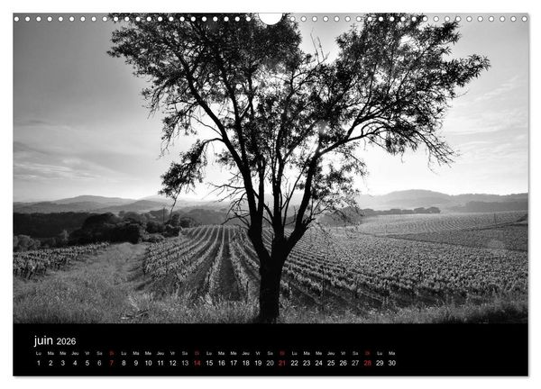 Produktbild: VIGNES DU SUD terroirs d'AOC (Calendrier mural 2026 DIN A3 vertical), CALVENDO calendrier mensuel