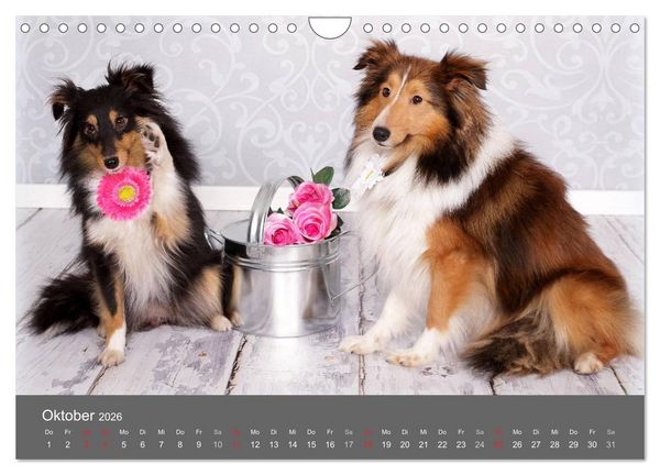 Produktbild: Shelties : Charmeure auf 4 Pfoten (Wandkalender 2026 DIN A4 quer), CALVENDO Monatskalender