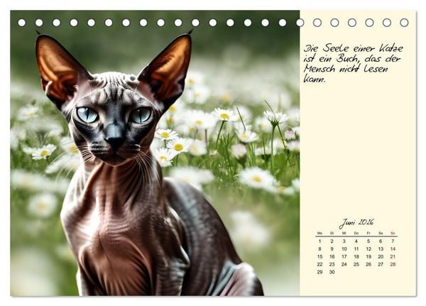 Produktbild: Katzen - Charakter und Sch&ouml;nheit (Tischkalender 2026 DIN A5 quer), CALVENDO Monatskalender