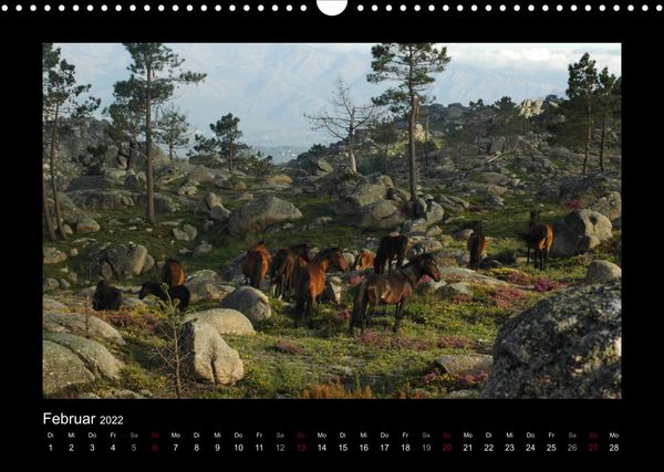 Produktbild: Garranos (Wandkalender 2022 DIN A3 quer)
