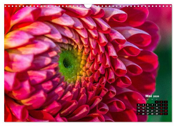 Produktbild: Im Herzen der Dahlie (Wandkalender 2026 DIN A3 quer), CALVENDO Monatskalender