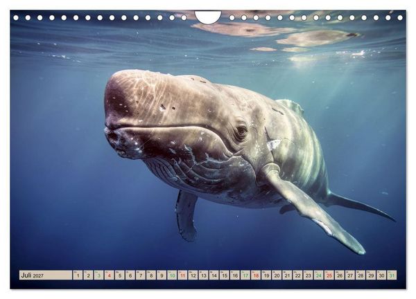 Produktbild: Gro&szlig;tiere - Weltweit (Wandkalender 2027 DIN A4 quer), CALVENDO Monatskalender