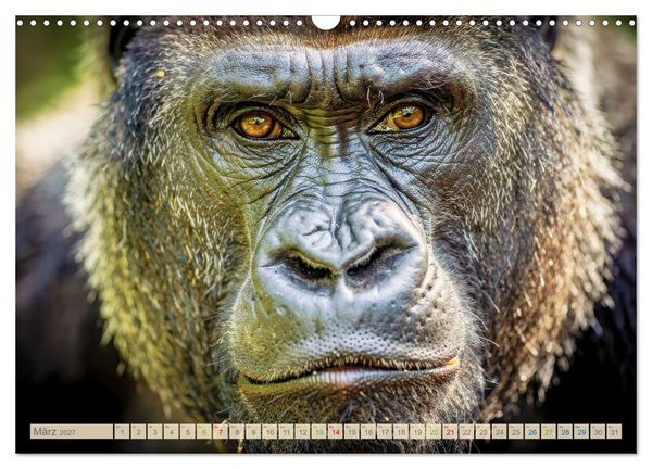 Produktbild: Die Augen der Wildnis (Wandkalender 2027 DIN A3 quer), CALVENDO Monatskalender