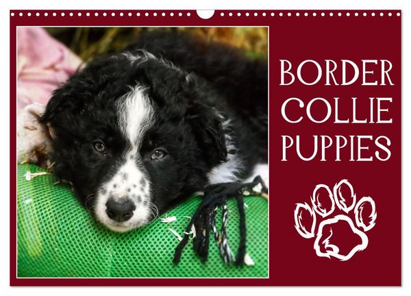 Produktbild: Border collie puppies (Calendrier mural 2026 DIN A3 vertical), CALVENDO calendrier mensuel