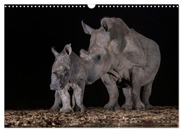 Produktbild: S&uuml;dafrika wunderbare Tierwelt (Wandkalender 2026 DIN A3 quer), CALVENDO Monatskalender