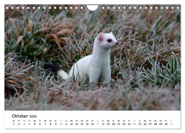 Produktbild: Hermelin - das wieselflinke Raubtier (Wandkalender 2026 DIN A4 quer), CALVENDO Monatskalender