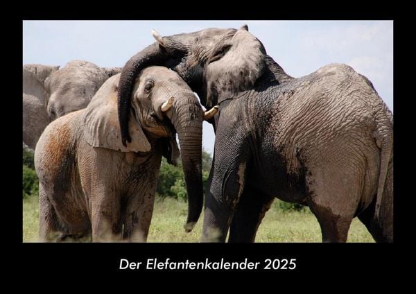 Produktbild: Der Elefantenkalender 2025 Fotokalender DIN A3