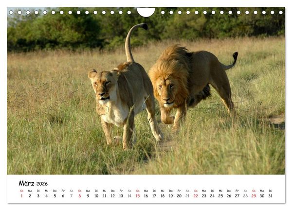 Produktbild: L&ouml;wen Impressionen (Wandkalender 2026 DIN A4 quer), CALVENDO Monatskalender