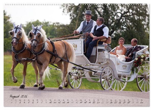 Produktbild: Haflinger-Pferde in Reinzucht (Wandkalender 2026 DIN A2 quer), CALVENDO Monatskalender