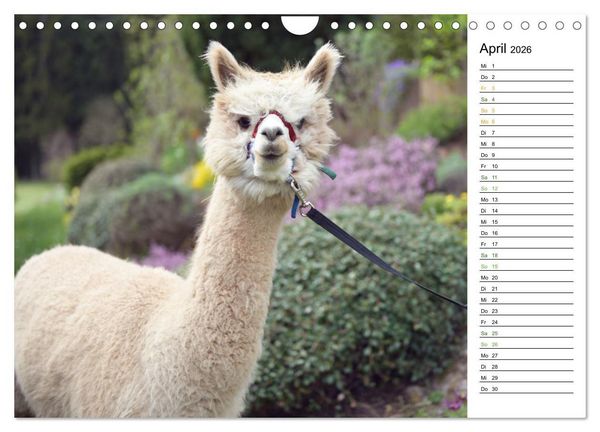Produktbild: Alpakas im Paradies (Wandkalender 2026 DIN A4 quer), CALVENDO Monatskalender