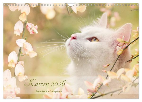 Produktbild: Katzen 2026 Bezaubernde Samtpfoten (Wandkalender 2026 DIN A3 quer), CALVENDO Monatskalender