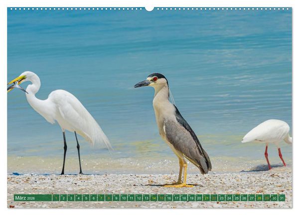 Produktbild: Gr&uuml;nreiher - Krabbenreiher - Nachtreiher (Wandkalender 2026 DIN A2 quer), CALVENDO Monatskalender