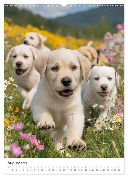 Produktbild: Mein Jahr mit Labradoren (Wandkalender 2027 DIN A2 hoch), CALVENDO Monatskalender