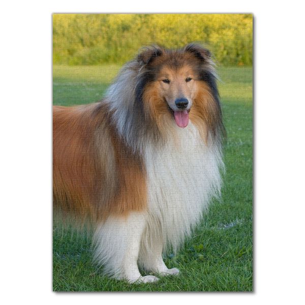 Produktbild: Lais Puzzle Collie 1000 Teile