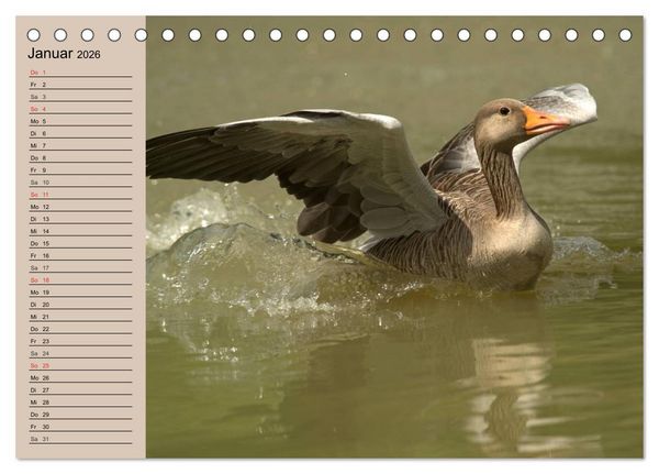 Produktbild: G&auml;nse und Enten. Schnattern, watscheln, quaken! (Tischkalender 2026 DIN A5 quer), CALVENDO Monatskalender