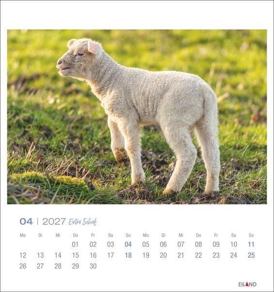 Produktbild: Extra Schaf Postkartenkalender 2027