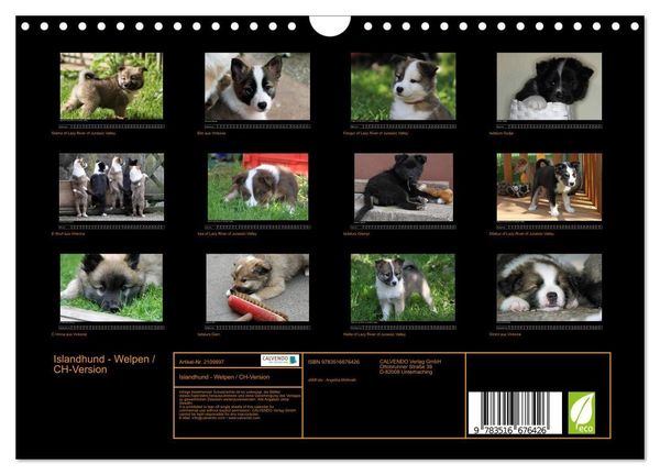 Produktbild: Islandhund - Welpen / CH-Version (Wandkalender 2026 DIN A4 quer), CALVENDO Monatskalender