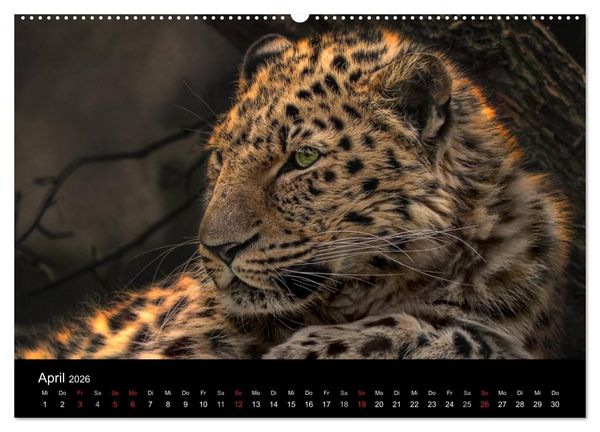 Produktbild: Tierisches (Wandkalender 2026 DIN A2 quer), CALVENDO Monatskalender