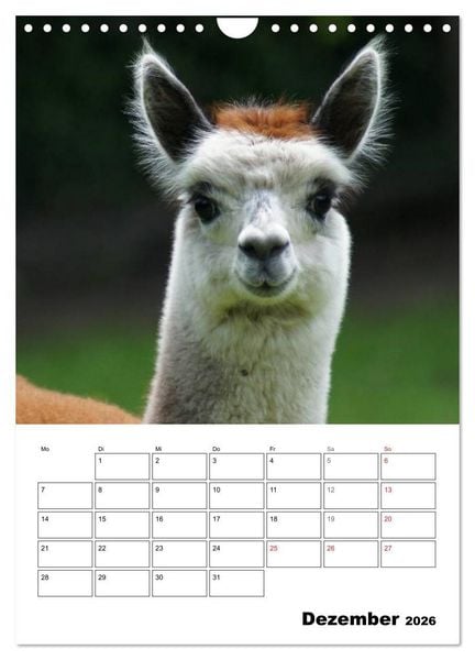 Produktbild: Alpaka und Lama Terminplaner (Wandkalender 2026 DIN A4 hoch), CALVENDO Monatskalender