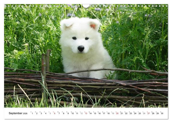 Produktbild: Samojeden Welpen (Wandkalender 2026 DIN A3 quer), CALVENDO Monatskalender
