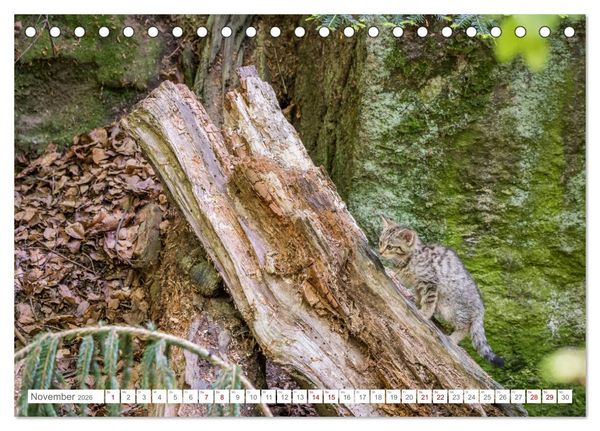 Produktbild: Wildkatzenbabys - wild und zuckers&uuml;&szlig;. (Tischkalender 2026 DIN A5 quer), CALVENDO Monatskalender