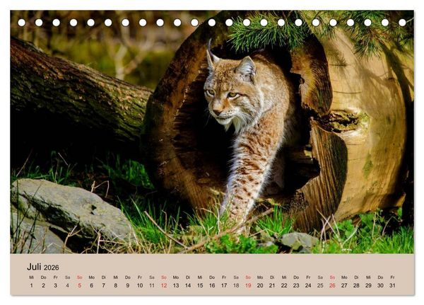 Produktbild: Der Luchs. Pinselohren und Bernsteinaugen (Tischkalender 2026 DIN A5 quer), CALVENDO Monatskalender