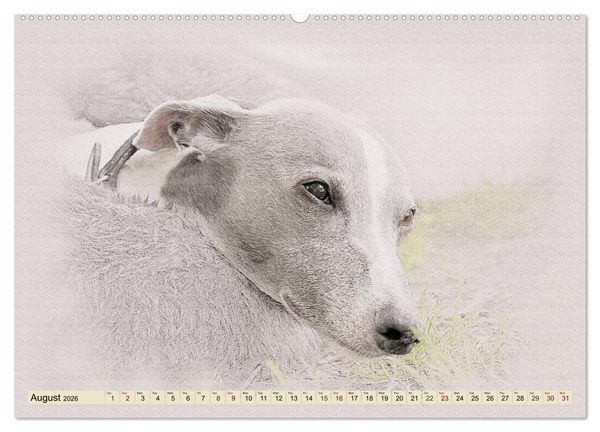 Produktbild: Whippets 2026 (High Quality Premium Wall Calendar 2026 DIN A2 landscape),CALVENDO 12 Month Wall Calendar