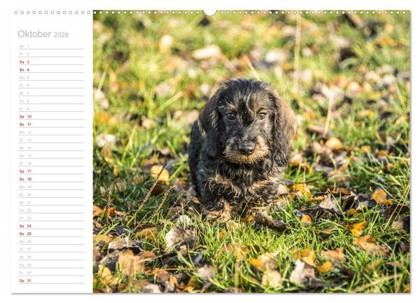 Produktbild: Rauhaardackel Motte & Friends (hochwertiger Premium Wandkalender 2026 DIN A2 quer), Kunstdruck in Hochglanz