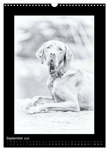 Produktbild: Vizsla-Liebe (Wandkalender 2026 DIN A3 hoch), CALVENDO Monatskalender