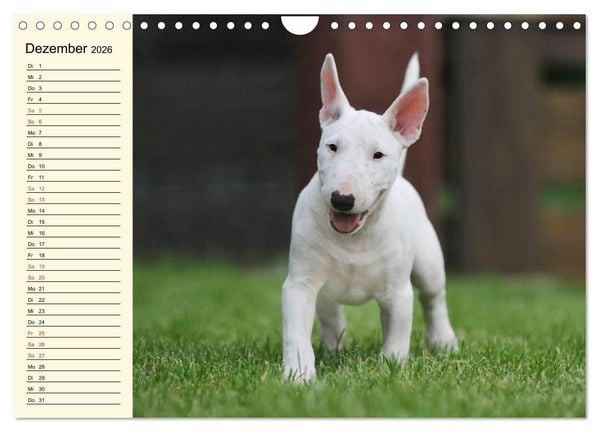 Produktbild: Bullterrier (Wandkalender 2026 DIN A4 quer), CALVENDO Monatskalender