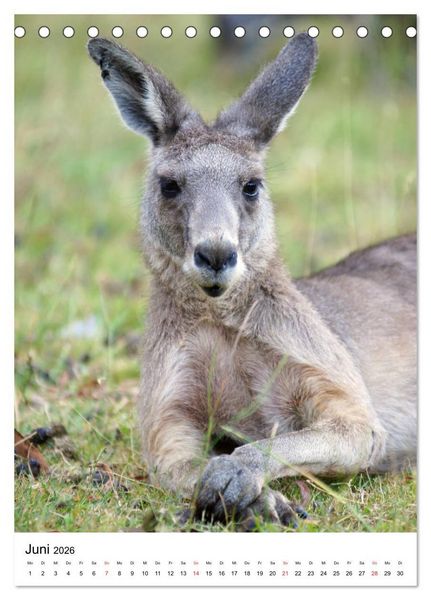 Produktbild: Australien - Hilfe f&uuml;r die einzigartige Tierwelt (Tischkalender 2026 DIN A5 hoch), CALVENDO Monatskalender