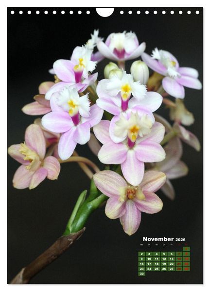 Produktbild: Traumhafte Orchideen (Wandkalender 2026 DIN A4 hoch), CALVENDO Monatskalender