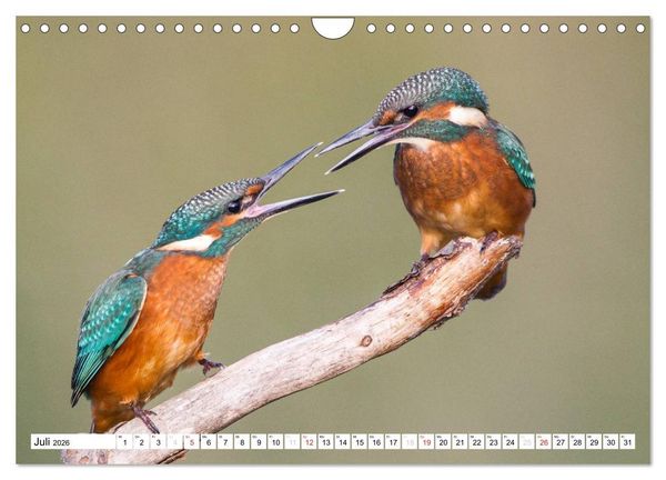 Produktbild: Faszination Eisvogel (Wandkalender 2026 DIN A4 quer), CALVENDO Monatskalender