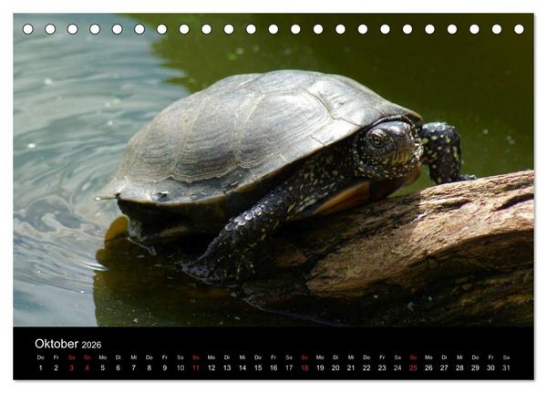 Produktbild: Das Leben der Schildkr&ouml;ten (Tischkalender 2026 DIN A5 quer), CALVENDO Monatskalender