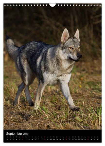 Produktbild: Faszination Wolfhund (Wandkalender 2026 DIN A3 hoch), CALVENDO Monatskalender